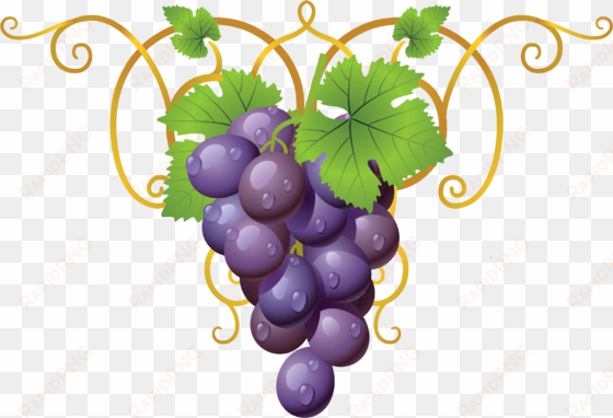 grapevine clipart transparent - decorative element cliparts png