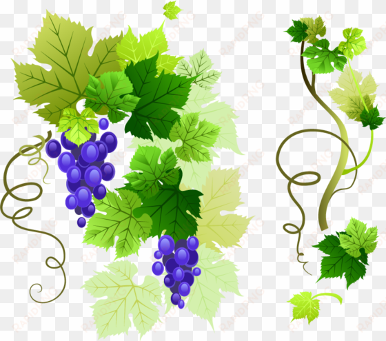 grapevine png free download - grape leaf vector png