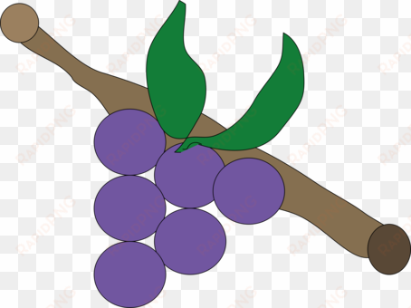 grapevines oregon grape grape leaves drawing - uva lila