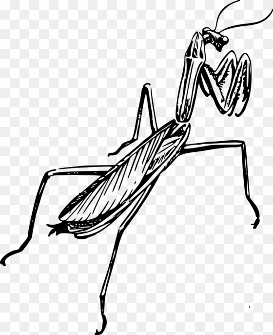 graphic black and white download clipart praying mantid - praying mantis clipart black and white