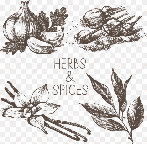 graphic black and white drawing royalty - spices black and white png