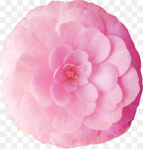 graphic free library the flower tumblr thank you to - japanese camellia