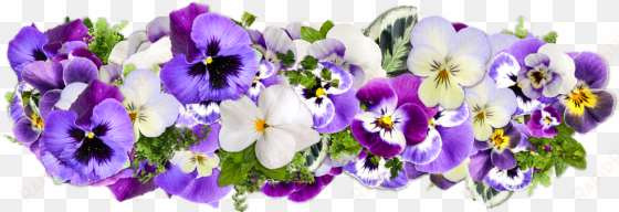 graphic free stock bouquet transparent purple flower - happy birthday pansies
