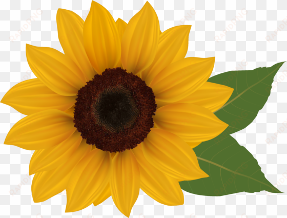 Graphic Royalty Free Library Png Picture Crafts Class - Sunflower Clipart No Background transparent png image