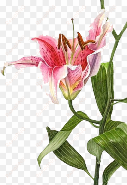 graphic transparent stock lilium bulbiferum watercolor - lily botanical painting