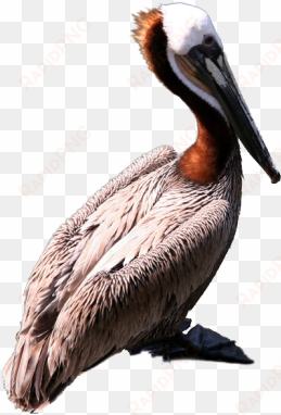 graphics pelican png clipart - brown pelican png