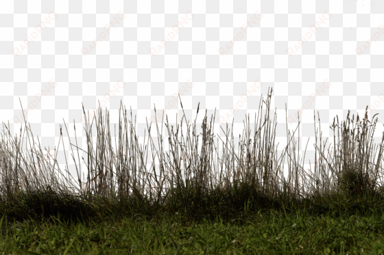 grass and soil images png royalty free download - portable network graphics
