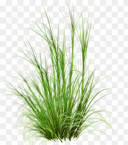 grass photoshop, photoshop images, tree psd, photoshop - herbes png