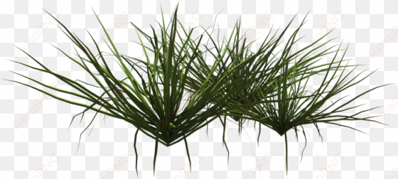 grass shrub png - grass shrubs png