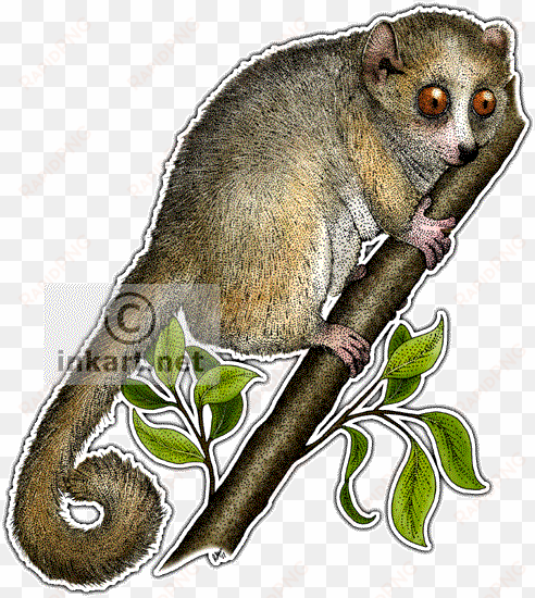 gray mouse lemur decal - gray mouse lemur drawing