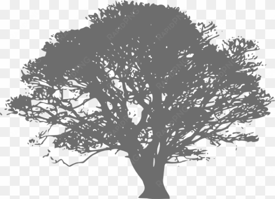 gray oak tree clip art at clker - olive tree black and white