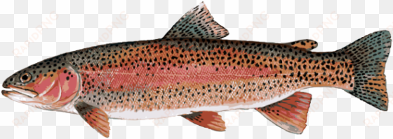 great clip art of freshwater fish - rainbow trout clipart png
