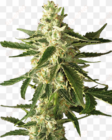 great white shark feminized cannabis seeds - seed