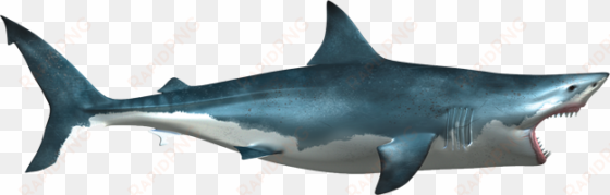 great white shark, sharks, clip art, shark, illustrations - shark png