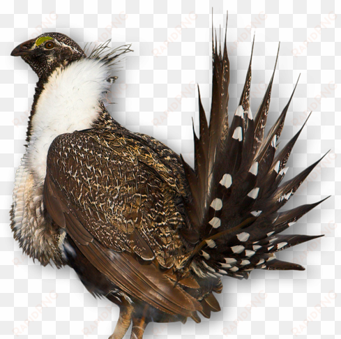 greater sage-grouse - credit - usfws - - sage grouse no background