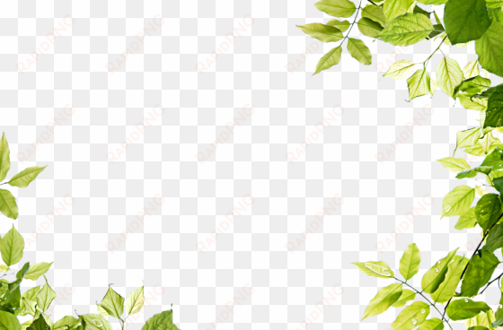green background png transparent image - leaves frame png