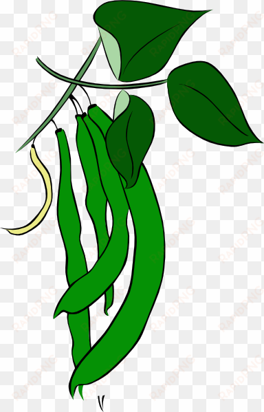 green beans clipart - green bean clip art