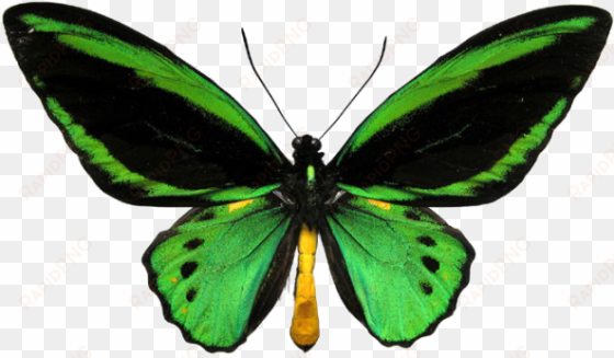 green butterfly - ornithoptera priamus poseidon