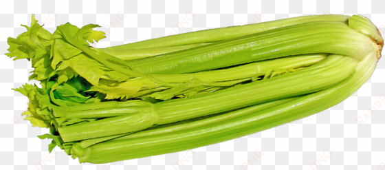 green celery png image - png celery