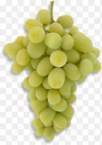 green grapes png pic - grape