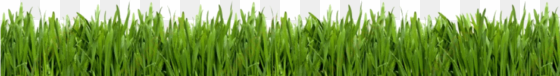green grass stock photo - lawn care business guide [book]