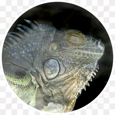 green iguana