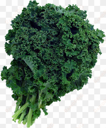 green kale two dozen - does kale look like