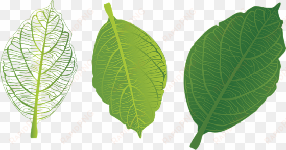 Green Leaf Png Free Download - Green Leaf Png transparent png image
