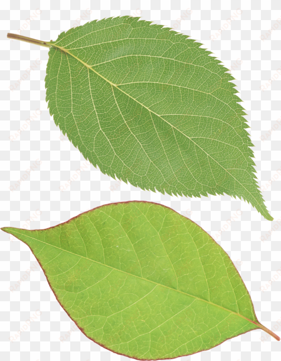 green leaf png - leaf png