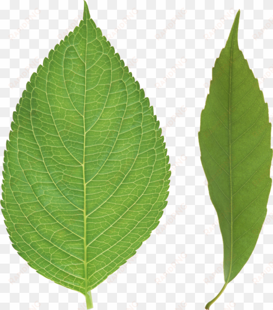 green leaf png - tree leaves png