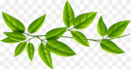 green leaves background png