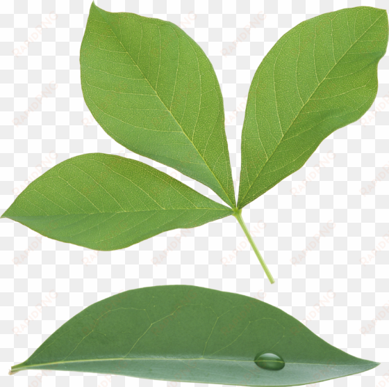 green leaves png image - portable network graphics