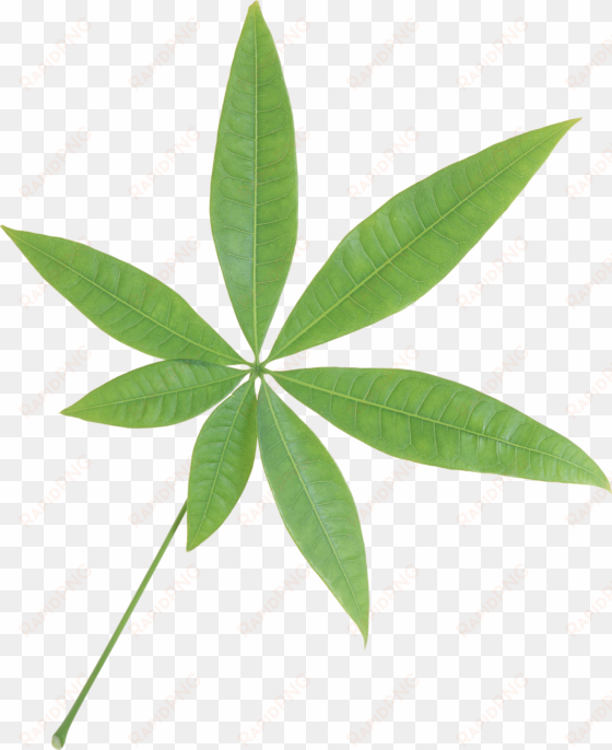 green leaves transparent png sticker - leaf transparent