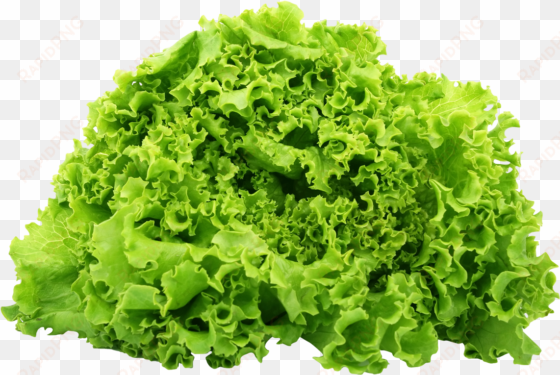 green lettuce png image - lettuce png