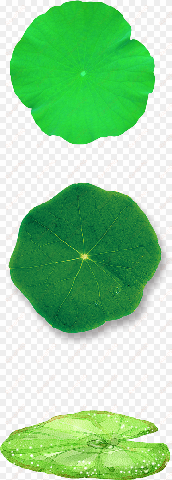 green lotus leaf decoration vector - spanish cherry
