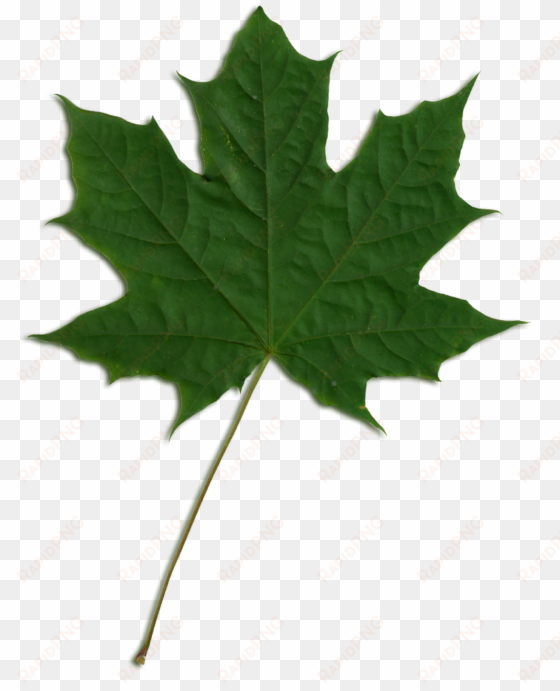 green maple leaf png jpg royalty free download - maple leaf png green