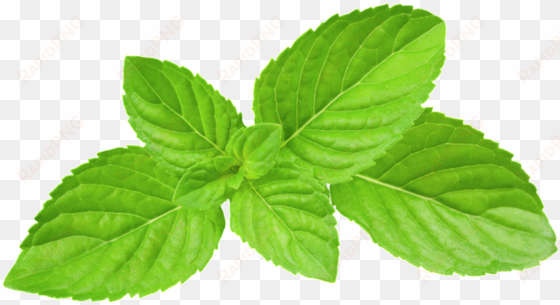green oil mint leaves transparent plant vector - mint leaves png
