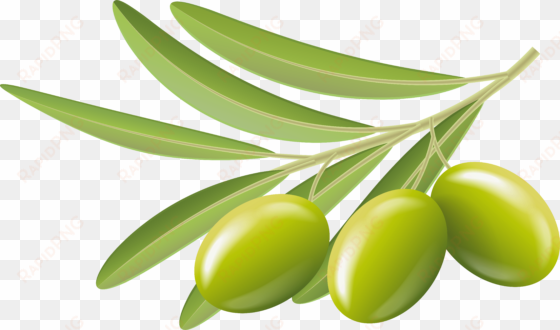 green olives transparent clip art image - olives clipart