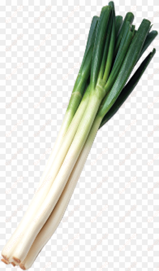 green onions png svg freeuse library - green onion png