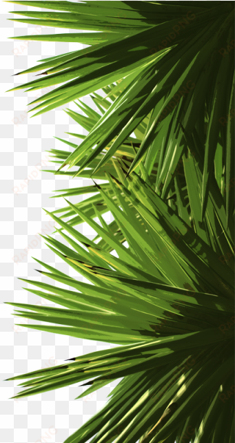Green Palm Leaves, Green, Palm, Leaf Png And Psd - Portable Network Graphics transparent png image