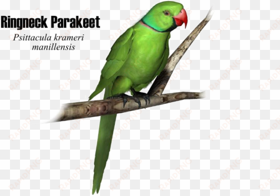 green parrot png high-quality image - portable network graphics
