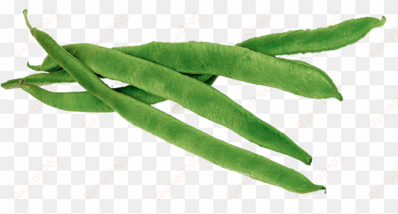 green png images free download - green beans clipart png