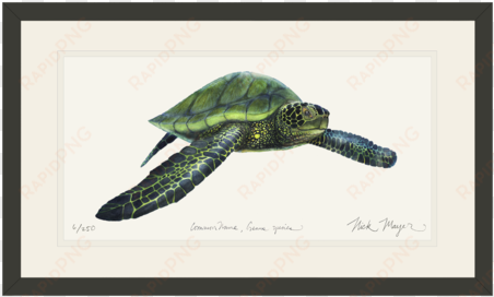 green sea turtle - wild oceans coloring book: saltwater fish and deep