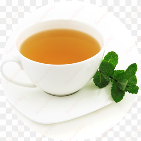 green tea extract - krierah baby dino loose leaf tea infuser