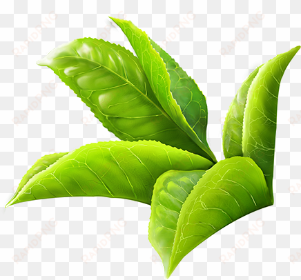 Green Tea Leaves Png Clipart Freeuse - Green Tea Leaf Png transparent png image