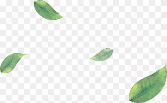 green tea leaves png image library library - floating leaves png transparent