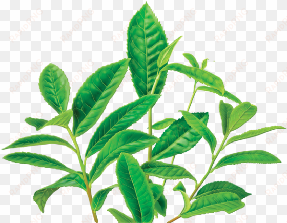 green tea png image - caffeine free green tea