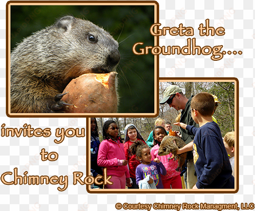 greta the groundhog at chimney rock - punxsutawney phil