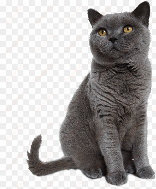 Grey Cat Sitting Transparent Background Image Svg Black - British Blue Shorthair Cat Sticker (oval) transparent png image