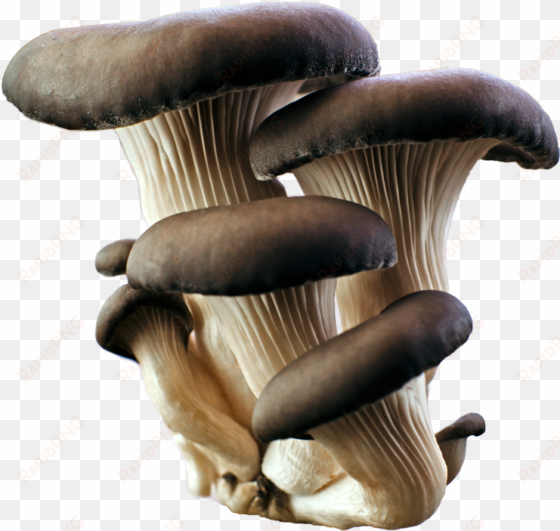 grey oyster mushroom png